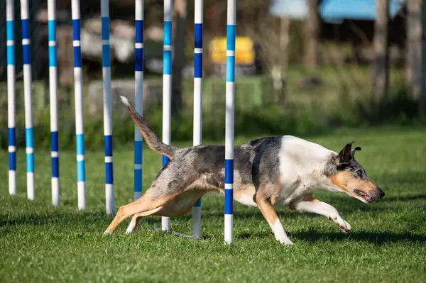 Çeviklik yarışmasında Pürüzsüz Collie. Köpeklerin çeviklik sporu.