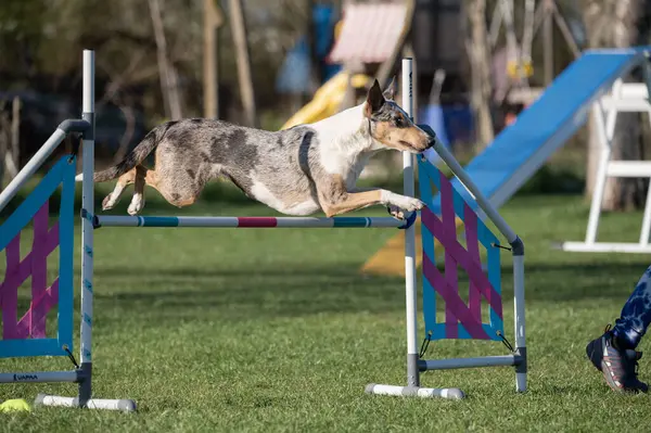 Çeviklik yarışmasında Pürüzsüz Collie. Köpeklerin çeviklik sporu.