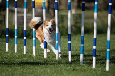 Bir çeviklik yarışmasında engelleri aşan Avustralyalı bir sığır köpeği.