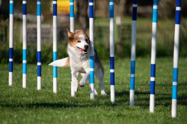 Bir çeviklik yarışmasında engelleri aşan Avustralyalı bir sığır köpeği.