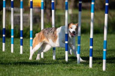 Bir çeviklik yarışmasında engelleri aşan Avustralyalı bir sığır köpeği.
