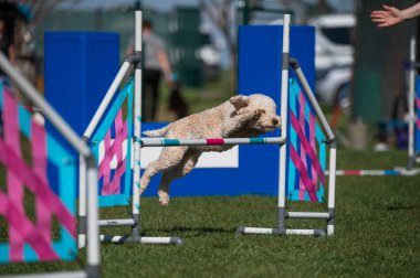 Lagotto Romagnolo çeviklik yarışmalarında koşuyor. Köpek ve köpek çevikliği yarışmaları.