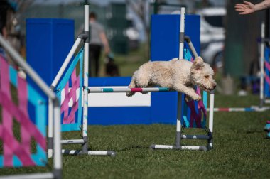 Lagotto Romagnolo çeviklik yarışmalarında koşuyor. Köpek ve köpek çevikliği yarışmaları.