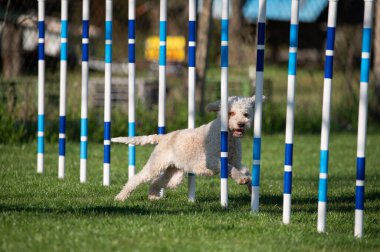Lagotto Romagnolo çeviklik yarışmalarında koşuyor. Köpek ve köpek çevikliği yarışmaları.