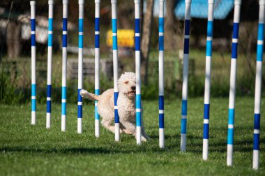 Lagotto Romagnolo çeviklik yarışmalarında koşuyor. Köpek ve köpek çevikliği yarışmaları.