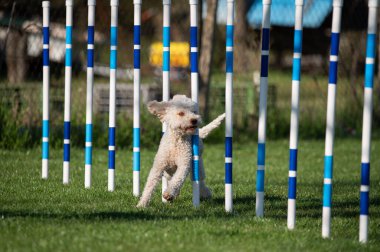 Lagotto Romagnolo çeviklik yarışmalarında koşuyor. Köpek ve köpek çevikliği yarışmaları.