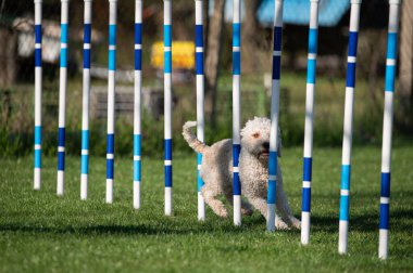 Lagotto Romagnolo çeviklik yarışmalarında koşuyor. Köpek ve köpek çevikliği yarışmaları.