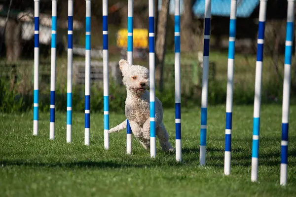 Lagotto Romagnolo çeviklik yarışmalarında koşuyor. Köpek ve köpek çevikliği yarışmaları.