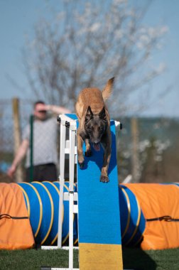 Belçikalı çoban. Çeviklik içinde köpek yarışı. Engelleri aşan köpekler..
