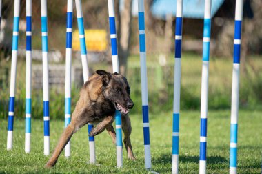 Belçikalı çoban. Çeviklik içinde köpek yarışı. Engelleri aşan köpekler..