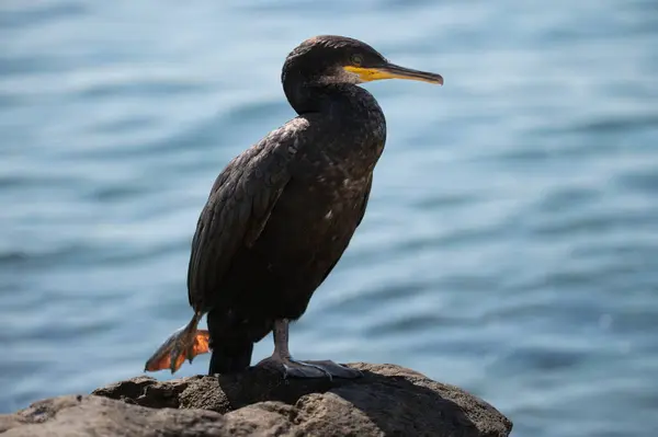 Deniz kıyısındaki bir kayanın üzerinde zarif bir karabatak duruyor. Koyu tüyleri güneş ışığında parlıyor. Huzurlu sahne, arka plandaki hafifçe dalgalanan suyla tamamlanır..