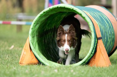 Kahverengi ve beyaz bir Sınır Collie köpeği yeşil ve turuncu bir tünelden çimenler üzerindeki çeviklik eğitimi sırasında geçer. Odaklanmış bakış ve dinamik hareket spor köpeğinin konsantrasyonunu ve enerjisini yakalar.