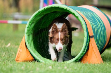 Kahverengi ve beyaz bir Sınır Collie köpeği yeşil ve turuncu bir tünelden çimenler üzerindeki çeviklik eğitimi sırasında geçer. Odaklanmış bakış ve dinamik hareket spor köpeğinin konsantrasyonunu ve enerjisini yakalar.