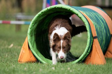 Kahverengi ve beyaz bir Sınır Collie köpeği yeşil ve turuncu bir tünelden çimenler üzerindeki çeviklik eğitimi sırasında geçer. Odaklanmış bakış ve dinamik hareket spor köpeğinin konsantrasyonunu ve enerjisini yakalar.