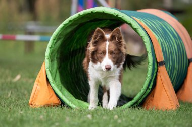 Kahverengi ve beyaz bir Sınır Collie köpeği yeşil ve turuncu bir tünelden çimenler üzerindeki çeviklik eğitimi sırasında geçer. Odaklanmış bakış ve dinamik hareket spor köpeğinin konsantrasyonunu ve enerjisini yakalar.