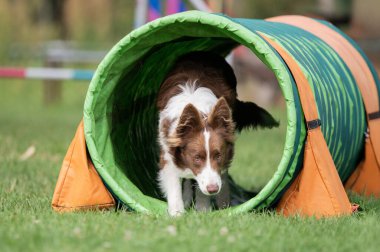 Kahverengi ve beyaz bir Sınır Collie köpeği yeşil ve turuncu bir tünelden çimenler üzerindeki çeviklik eğitimi sırasında geçer. Odaklanmış bakış ve dinamik hareket spor köpeğinin konsantrasyonunu ve enerjisini yakalar.