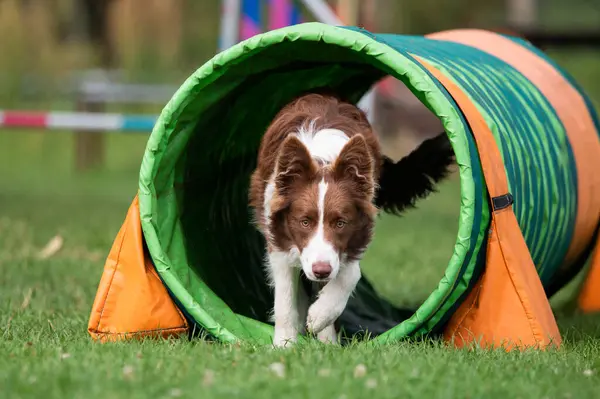 Kahverengi ve beyaz bir Sınır Collie köpeği yeşil ve turuncu bir tünelden çimenler üzerindeki çeviklik eğitimi sırasında geçer. Odaklanmış bakış ve dinamik hareket spor köpeğinin konsantrasyonunu ve enerjisini yakalar.