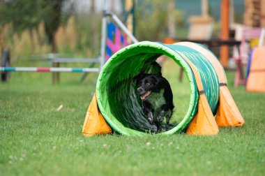 İspanyol çalışan bir karışık köpek antrenman sırasında renkli bir çeviklik tünelinde koşar. Görüntü enerji ve neşe dolu bir anı yakalıyor, köpek sporları, eğitim ve aktif evcil hayvan temaları için mükemmel..