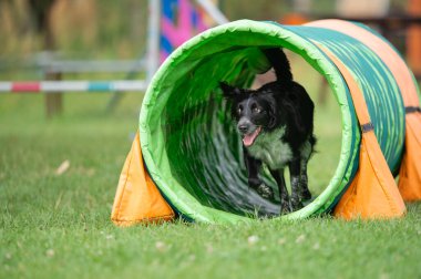 İspanyol çalışan bir karışık köpek antrenman sırasında renkli bir çeviklik tünelinde koşar. Görüntü enerji ve neşe dolu bir anı yakalıyor, köpek sporları, eğitim ve aktif evcil hayvan temaları için mükemmel..