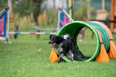 İspanyol çalışan bir karışık köpek antrenman sırasında renkli bir çeviklik tünelinde koşar. Görüntü enerji ve neşe dolu bir anı yakalıyor, köpek sporları, eğitim ve aktif evcil hayvan temaları için mükemmel..