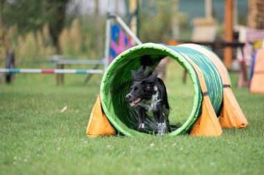 İspanyol çalışan bir karışık köpek antrenman sırasında renkli bir çeviklik tünelinde koşar. Görüntü enerji ve neşe dolu bir anı yakalıyor, köpek sporları, eğitim ve aktif evcil hayvan temaları için mükemmel..