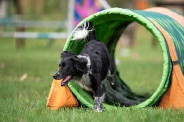 İspanyol çalışan bir karışık köpek antrenman sırasında renkli bir çeviklik tünelinde koşar. Görüntü enerji ve neşe dolu bir anı yakalıyor, köpek sporları, eğitim ve aktif evcil hayvan temaları için mükemmel..
