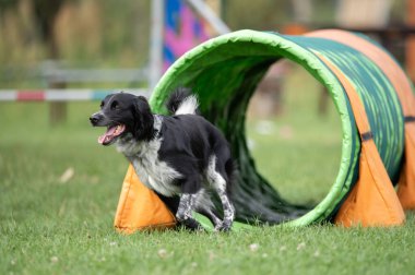 İspanyol çalışan bir karışık köpek antrenman sırasında renkli bir çeviklik tünelinde koşar. Görüntü enerji ve neşe dolu bir anı yakalıyor, köpek sporları, eğitim ve aktif evcil hayvan temaları için mükemmel..