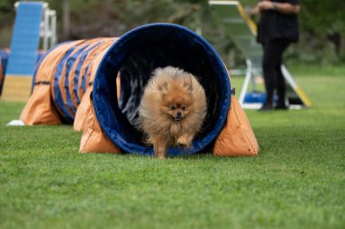 Odaklanmış bir Alman Spitz çeviklik kursunda engelleri aşar. Görüntü enerjisini, çevikliğini ve coşkusunu bu dinamik köpek sporuna yansıtıyor..