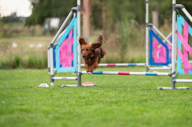 Cesur bir Dachshund çeviklik yolunda engelleri aşıyor. Görüntü odak noktasını yakalar, hareket halindeki sevinç ve bu küçük ama kararlı türün dikkat çekici dürtüsünü..