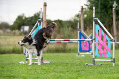 Güçlü ve odaklanmış bir Sınır Collie çeviklik kursunda engelleri aşar. Görüntü, bu zeki ve olağanüstü yetenekli türün enerjisini, çevikliğini ve eğitimini yakalar..