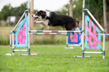 Güçlü ve odaklanmış bir Sınır Collie çeviklik kursunda engelleri aşar. Görüntü, bu zeki ve olağanüstü yetenekli türün enerjisini, çevikliğini ve eğitimini yakalar..