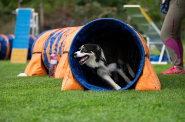 Güçlü ve odaklanmış bir Sınır Collie çeviklik kursunda engelleri aşar. Görüntü, bu zeki ve olağanüstü yetenekli türün enerjisini, çevikliğini ve eğitimini yakalar..