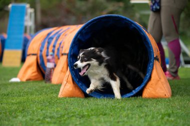 Güçlü ve odaklanmış bir Sınır Collie çeviklik kursunda engelleri aşar. Görüntü, bu zeki ve olağanüstü yetenekli türün enerjisini, çevikliğini ve eğitimini yakalar..