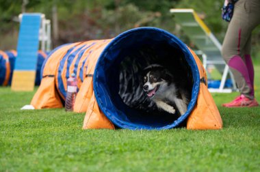 Güçlü ve odaklanmış bir Sınır Collie çeviklik kursunda engelleri aşar. Görüntü, bu zeki ve olağanüstü yetenekli türün enerjisini, çevikliğini ve eğitimini yakalar..