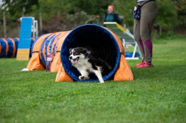 Güçlü ve odaklanmış bir Sınır Collie çeviklik kursunda engelleri aşar. Görüntü, bu zeki ve olağanüstü yetenekli türün enerjisini, çevikliğini ve eğitimini yakalar..
