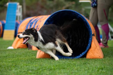Güçlü ve odaklanmış bir Sınır Collie çeviklik kursunda engelleri aşar. Görüntü, bu zeki ve olağanüstü yetenekli türün enerjisini, çevikliğini ve eğitimini yakalar..