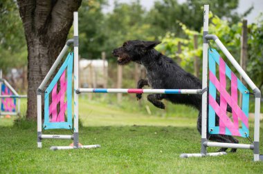 Güçlü ve odaklanmış bir Alman teli saçlı Pointer çeviklik kursunda engelleri aşar. Görüntü, bu çalışkan ve olağanüstü yetenekli türün enerjisini, çevikliğini ve eğitimini yakalar.. 