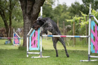 Güçlü ve odaklanmış bir Alman teli saçlı Pointer çeviklik kursunda engelleri aşar. Görüntü, bu çalışkan ve olağanüstü yetenekli türün enerjisini, çevikliğini ve eğitimini yakalar.. 