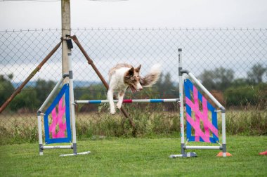 Güçlü ve odaklanmış bir Sınır Collie çeviklik kursunda engelleri aşar. Görüntü, bu zeki ve olağanüstü yetenekli türün enerjisini, çevikliğini ve eğitimini yakalar.. 