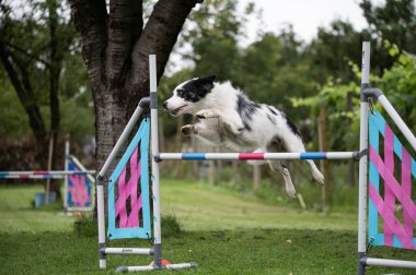 Güçlü ve odaklanmış bir Sınır Collie çeviklik kursunda engelleri aşar. Görüntü, bu zeki ve olağanüstü yetenekli türün enerjisini, çevikliğini ve eğitimini yakalar.. 