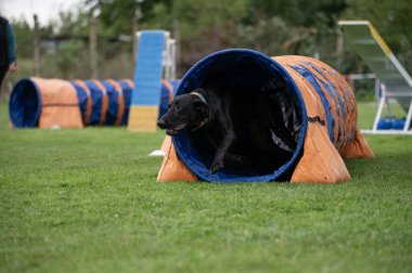 Güçlü bir Danimarkalı çeviklik yolunda bir engeli ortadan kaldırır. Görüntü onun gücünü, çevikliğini ve bu görkemli ve güçlü türün nadir performansını yakalar.. 