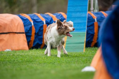 Güçlü ve odaklanmış bir Sınır Collie çeviklik kursunda engelleri aşar. Görüntü, bu zeki ve olağanüstü yetenekli türün enerjisini, çevikliğini ve eğitimini yakalar.. 