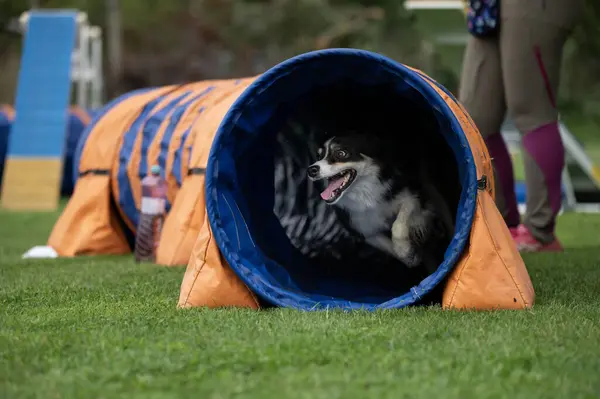 Güçlü ve odaklanmış bir Sınır Collie çeviklik kursunda engelleri aşar. Görüntü, bu zeki ve olağanüstü yetenekli türün enerjisini, çevikliğini ve eğitimini yakalar..