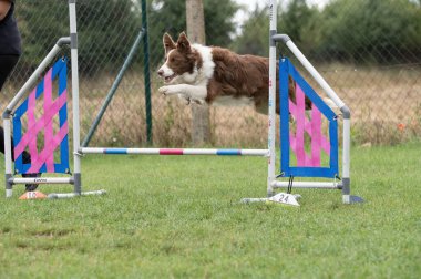 Collie Sınırı çeviklik engelinin üzerinden atlıyor yeşil çimlerde, odaklanmış ve enerji dolu..