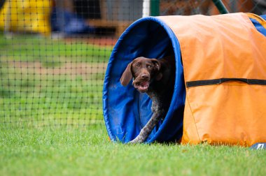 Alman Shorthair, çeviklik eğitimi sırasında yeşil bir tünelde koşan Pointer 'ı çimenli bir alanda.