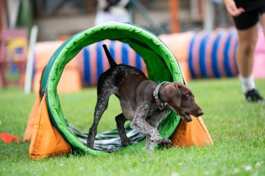 Alman Shorthair, çeviklik eğitimi sırasında yeşil bir tünelde koşan Pointer 'ı çimenli bir alanda.