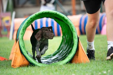 Alman Shorthair, çeviklik eğitimi sırasında yeşil bir tünelde koşan Pointer 'ı çimenli bir alanda.
