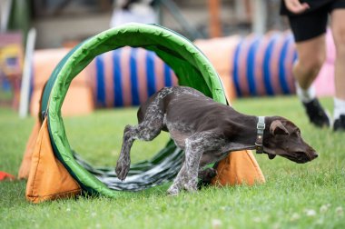 Alman Shorthair, çeviklik eğitimi sırasında yeşil bir tünelde koşan Pointer 'ı çimenli bir alanda.