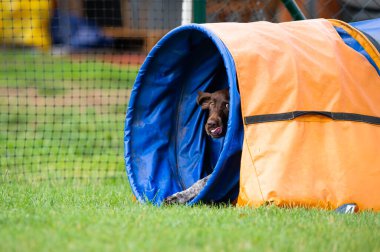 Alman Shorthair, çeviklik eğitimi sırasında yeşil bir tünelde koşan Pointer 'ı çimenli bir alanda.