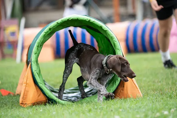 Alman Shorthair, çeviklik eğitimi sırasında yeşil bir tünelde koşan Pointer 'ı çimenli bir alanda.